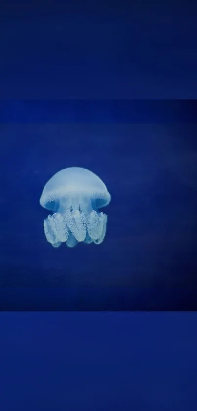 Luminous jellyfish floating in dark blue ocean wallpaper.