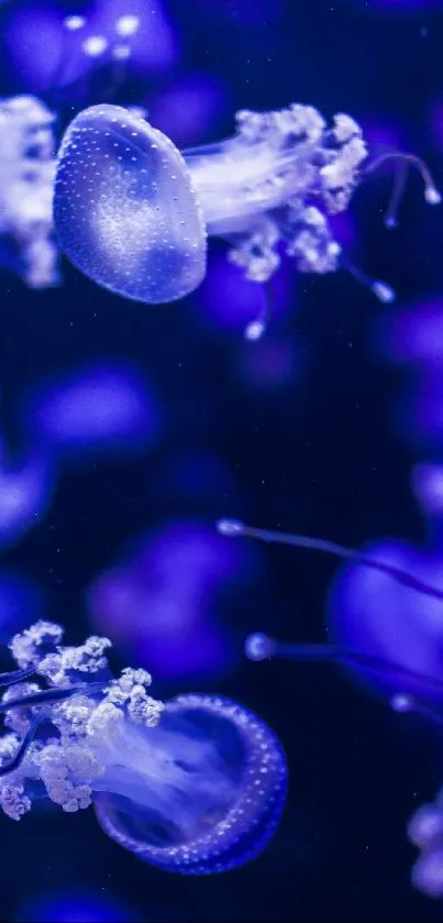 A mesmerizing underwater scene featuring vibrant jellyfish in blue and purple hues.