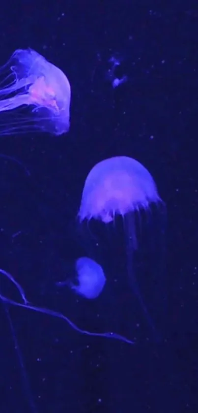 Glowing jellyfish in a dark blue ocean background.