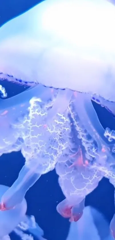 Glowing jellyfish in vibrant blue ocean.