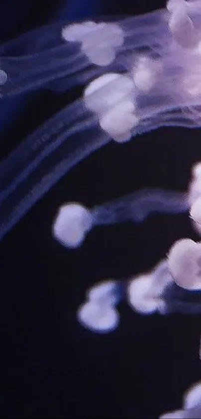 Close-up of glowing jellyfish tendrils in deep water.