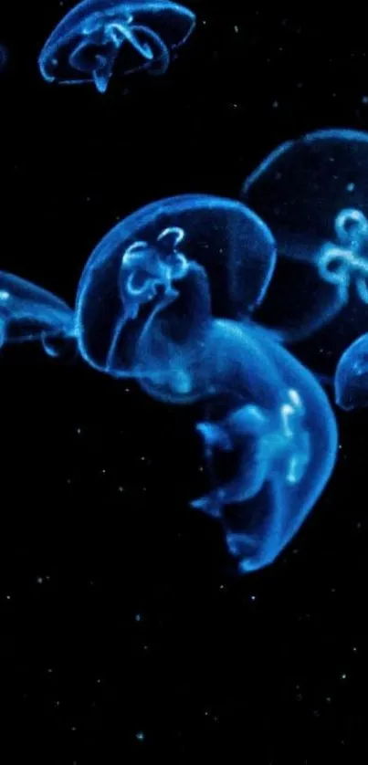 Jellyfish glowing in blue on a dark background mobile wallpaper.