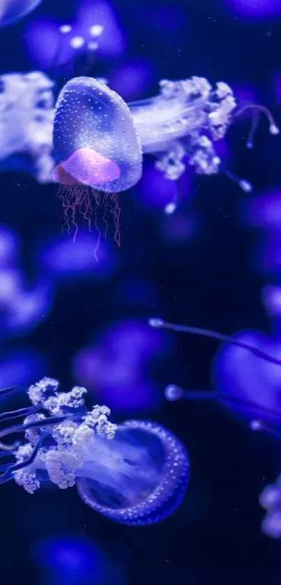 Vibrant blue and purple jellyfish floating gracefully underwater.