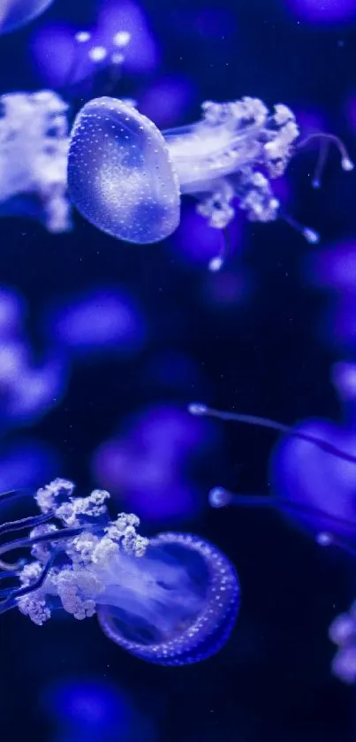 Mystical blue ocean jellyfish wallpaper with vibrant marine life.