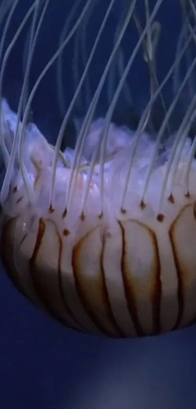 Jellyfish floating gracefully against a deep blue background.