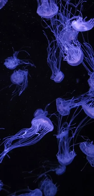 Bioluminescent jellyfish floating gracefully against a dark background.