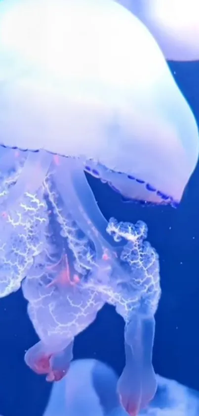 Luminescent jellyfish in deep blue ocean scene.