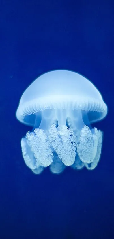 Ethereal jellyfish floating in deep blue ocean wallpaper.