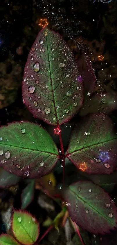 Dark green leaf with dew drops and colorful stars on wallpaper.