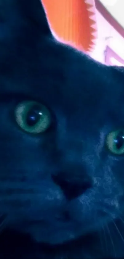 Close-up of a black cat with green eyes in a dark blue setting.