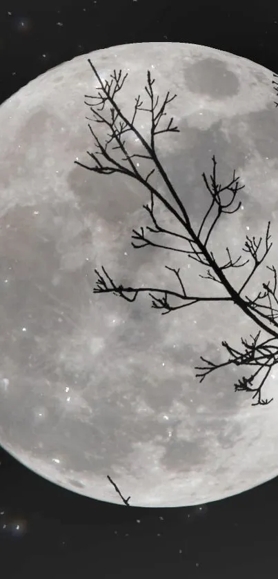 Moonlit night with branches silhouetted in the foreground.