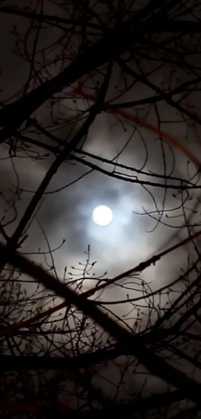 Full moon shining through tree branches at night.