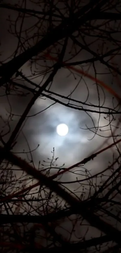 Mysterious moonlit night with silhouetted tree branches.