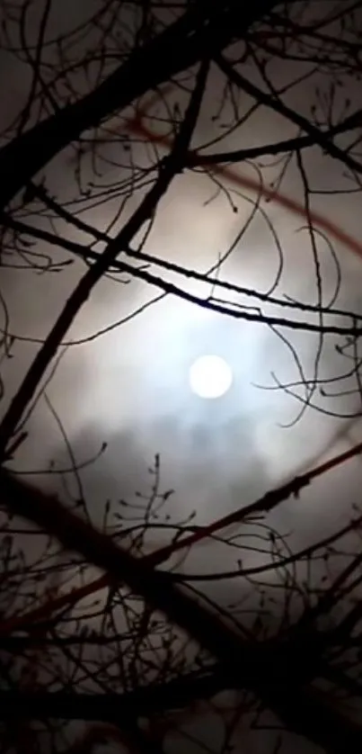 Moonlit branches with a dark, mystical night sky backdrop.