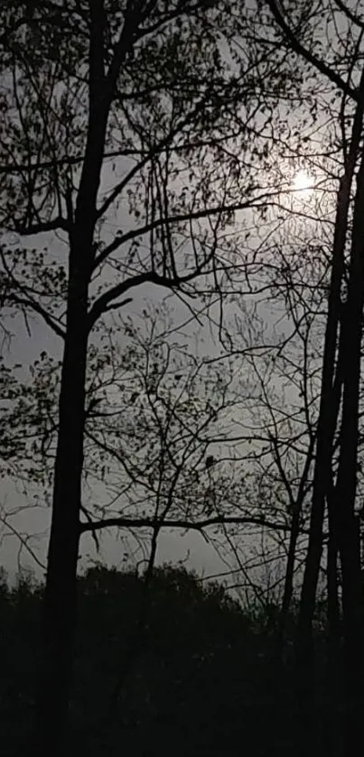 Moonlit forest with silhouetted trees.