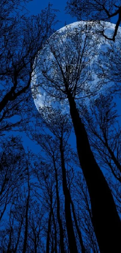 Moonlit forest with tall trees under a dark blue night sky.