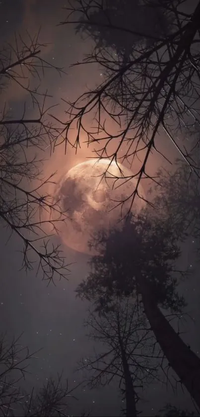 Moonlit forest with silhouette trees.