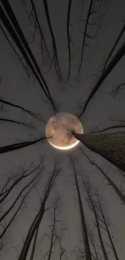 Towering trees beneath a luminous full moon in a mystical forest scene.