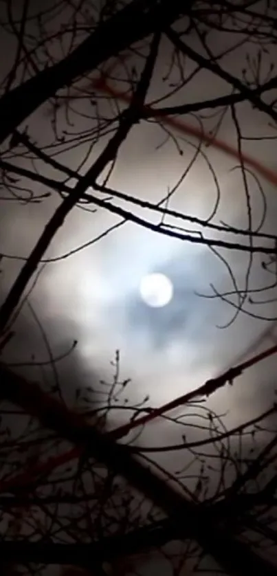 Moonlit night sky with tree silhouettes in a mysterious ambiance.