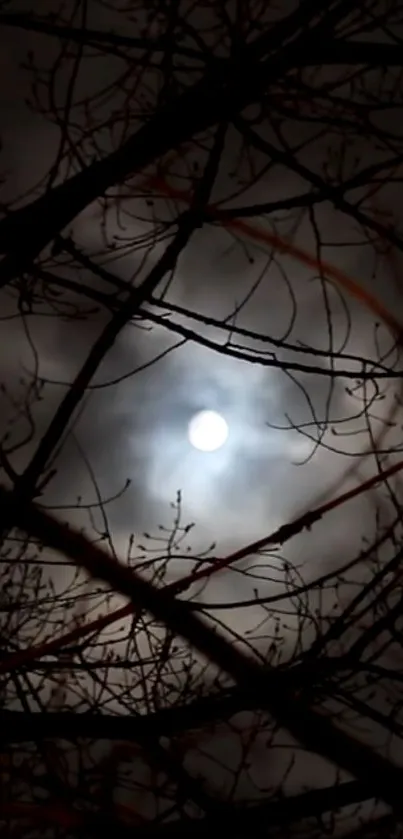 Mystical moonlit sky with silhouetted branches at night.