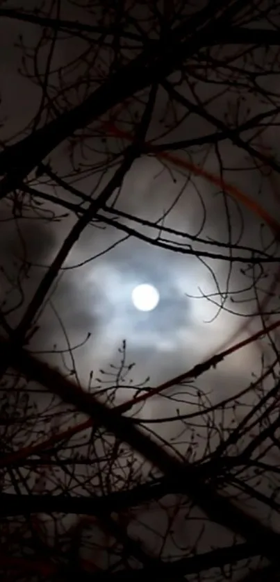 Moonlit night sky with silhouetted branches.