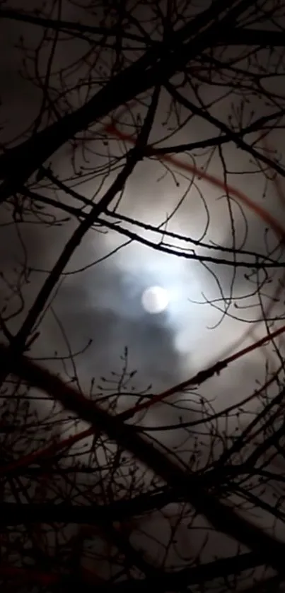 Moonlit night sky through tree branches wallpaper.
