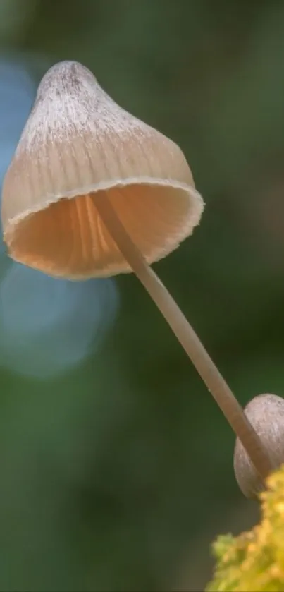 Close-up view of mushrooms in natural setting.