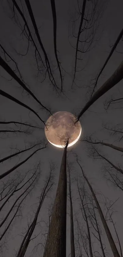 Mystical full moon framed by bare treetops at night.