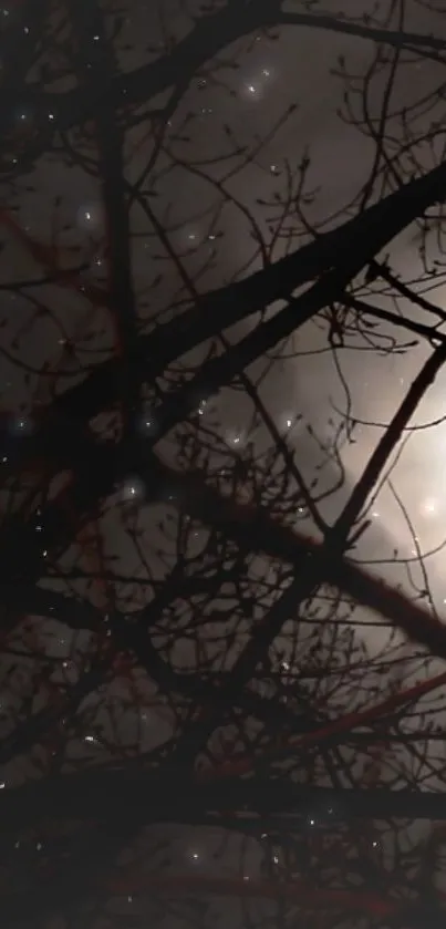 Silhouetted branches against a moonlit night sky background.