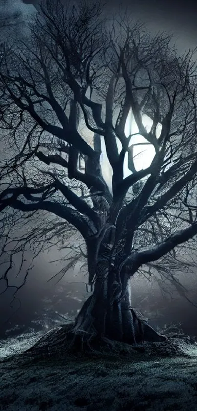 Silhouette of tree against moonlit night sky.