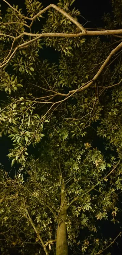 Nighttime view of tree branches under a dark green sky.