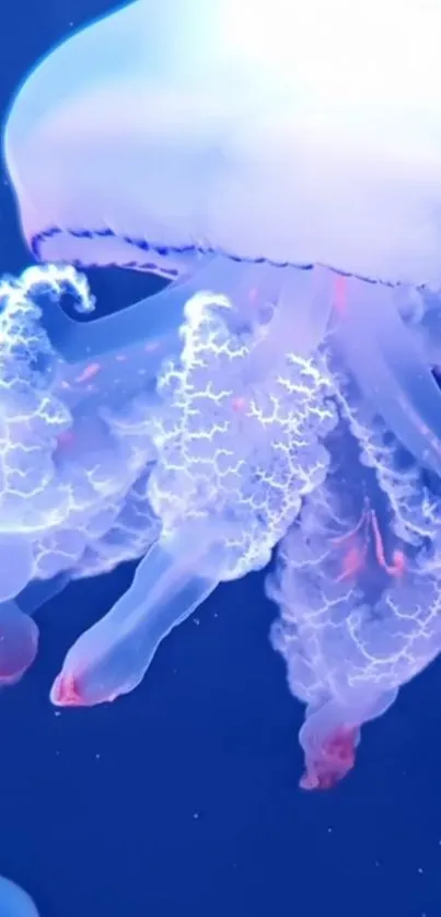 Ethereal jellyfish with glowing tentacles in a deep blue ocean background.