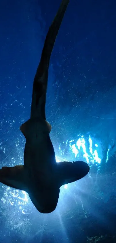 Shark silhouette against a glowing ocean backdrop.