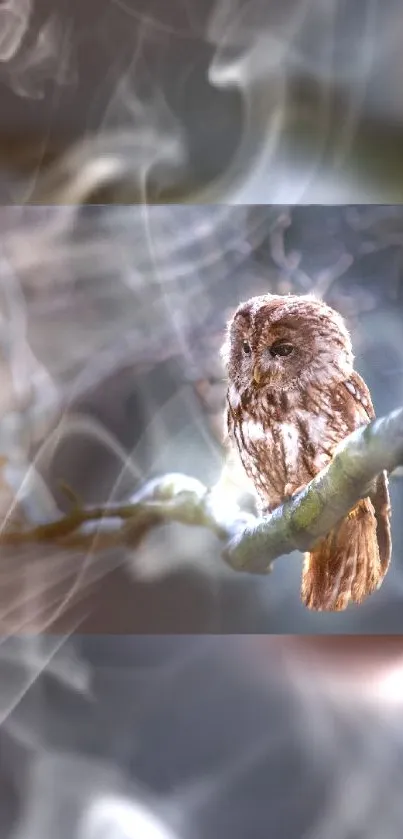 Brown owl perched on branch in mystical forest.