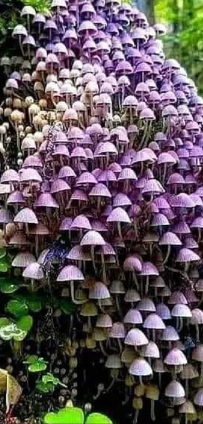 Cluster of purple mushrooms in lush green forest background.