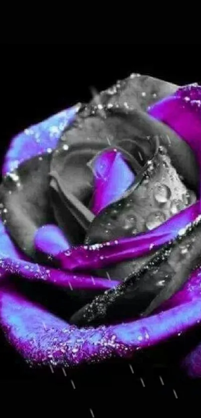 Close-up of a shimmering purple rose with water droplets on a dark background.