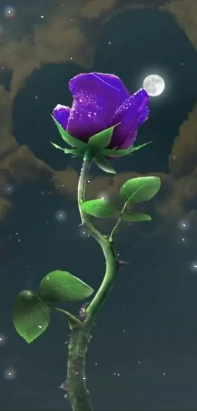 A purple rose under a moonlit sky with clouds.