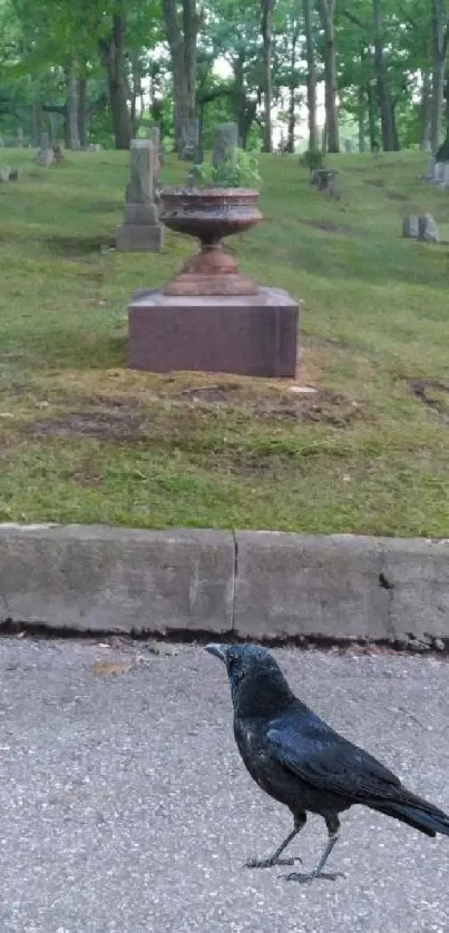 A raven stands on a path in a serene cemetery surrounded by trees.