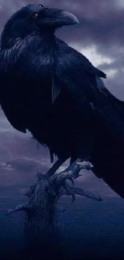 A raven perched on a branch against a dark, moody sky.