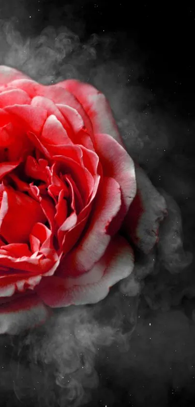 Red rose with smoky black background, elegant and mystical design.