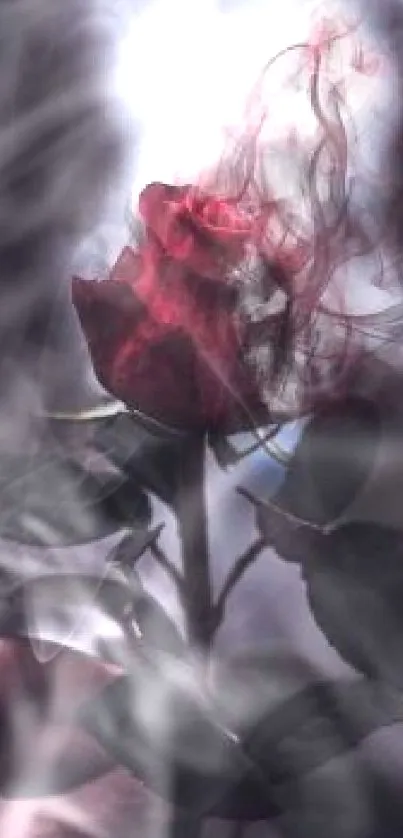 Mystical red rose with smoke effect wallpaper.