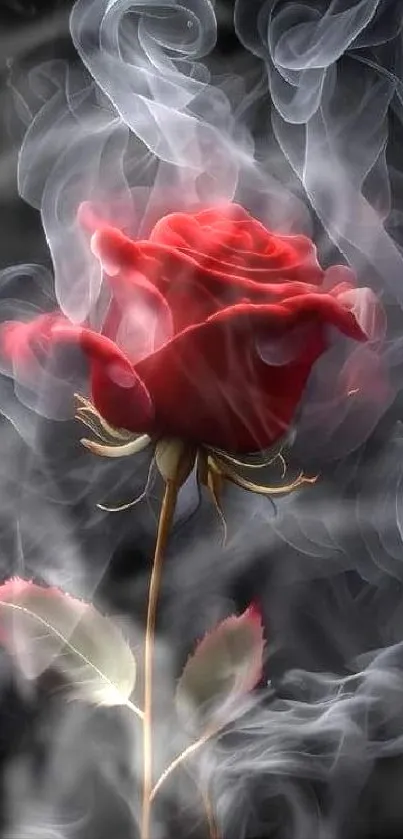 Elegant red rose surrounded by mystical smoke on a dark background