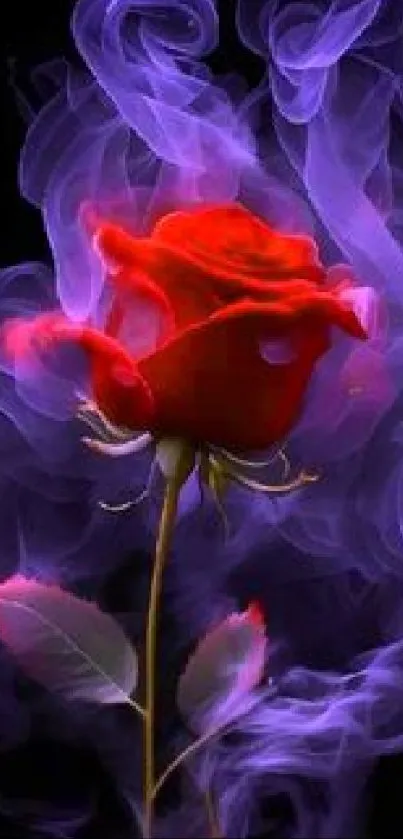 Red rose with purple smoke on a black background, creating a mystical look.