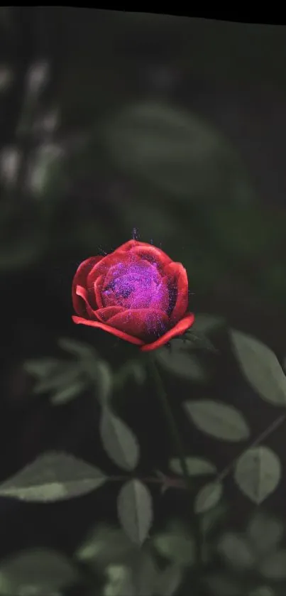 Enchanted red rose with purple aura in dark setting.