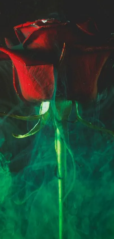 Mystical red rose with green smoke background.