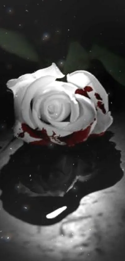 White rose with red accents on glossy dark background.