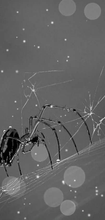 Black and white spider on a web with sparkling dots.