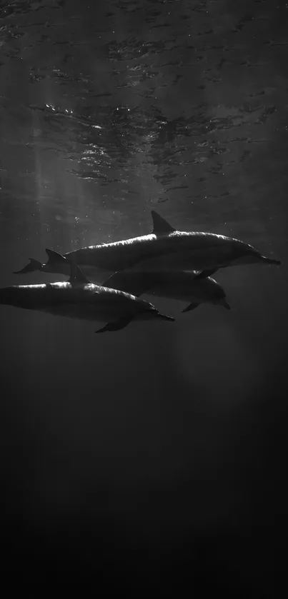 Black and white image of dolphins swimming underwater.