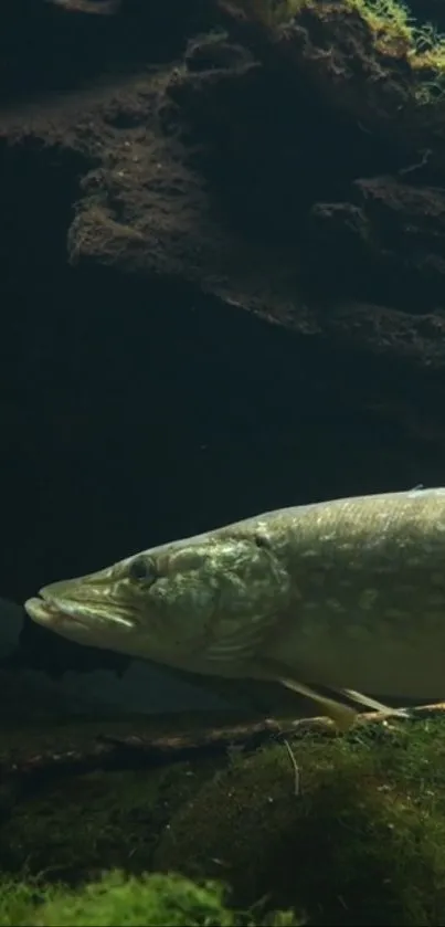 Underwater view of pike fish surrounded by dark green moss.