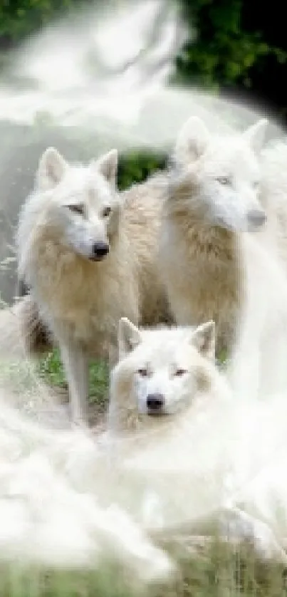 Mystical white wolves in a green forest setting, ideal for phone wallpaper.